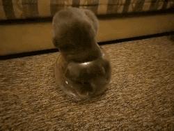 养猫会暴露你的经济实力,不管多有钱这几种猫不建议养