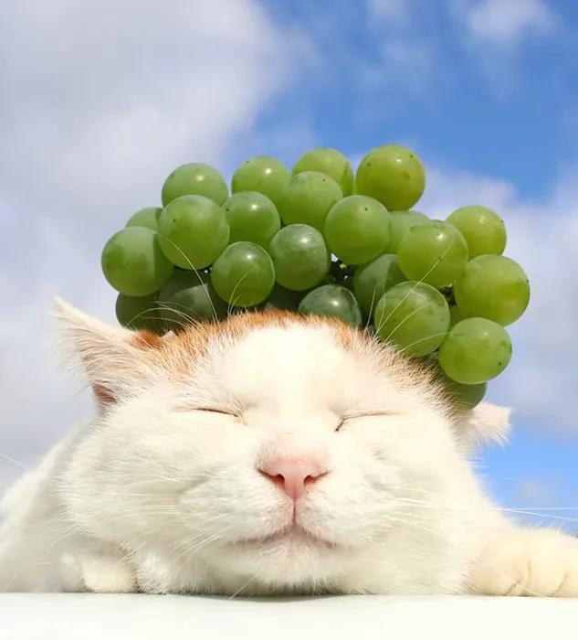 每喝一杯奶茶，就有一只猫消失