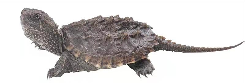 西非龟和沼泽龟哪个好养好看,黄耳龟跟黄头侧颈龟哪个好养