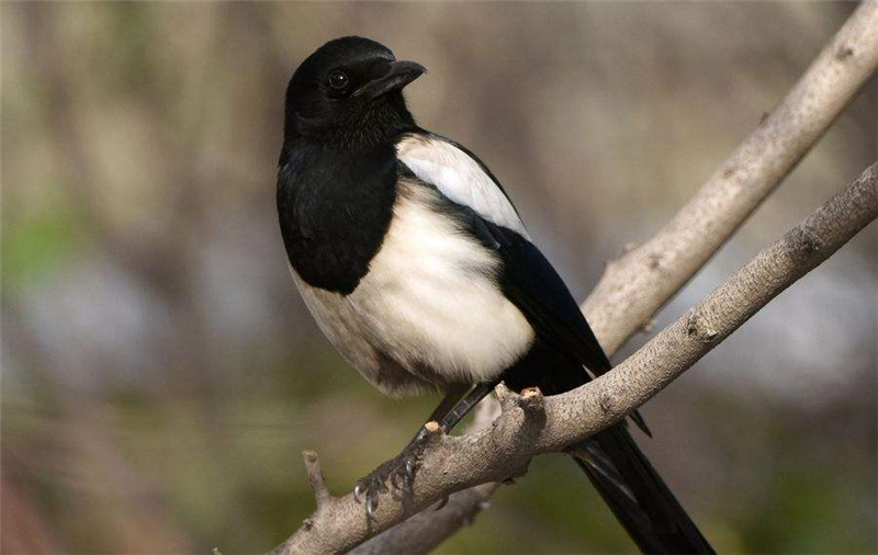 秦岭山里常见的野生鸟,秦岭山里常见的鸟