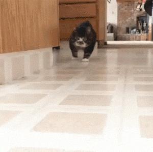 猫咪的魔性走姿,猫咪的十种沙雕动作