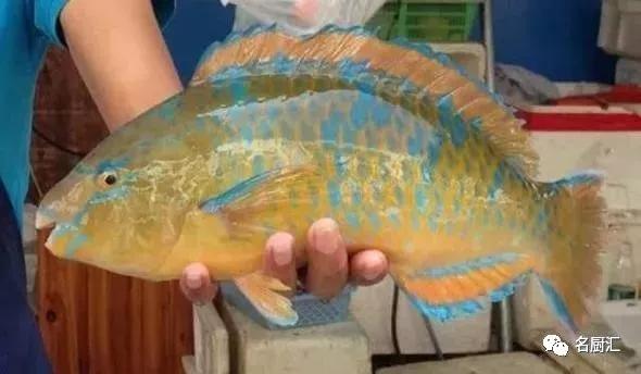 世界高端海鲜品牌,世界顶级海鲜在哪里