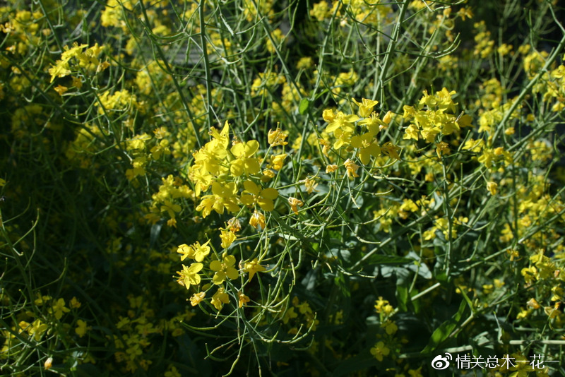 绿山墙的安妮全部解读,绿山墙的安妮内容提纲