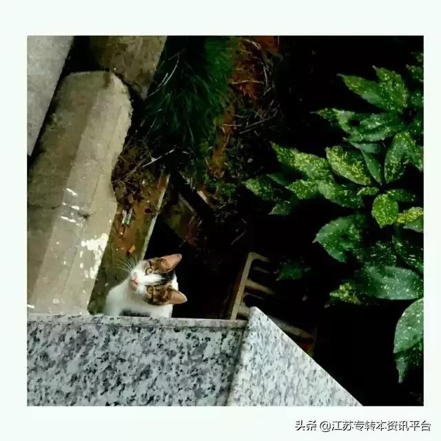 江苏专转本院校介绍「南京师范大学中北学院」