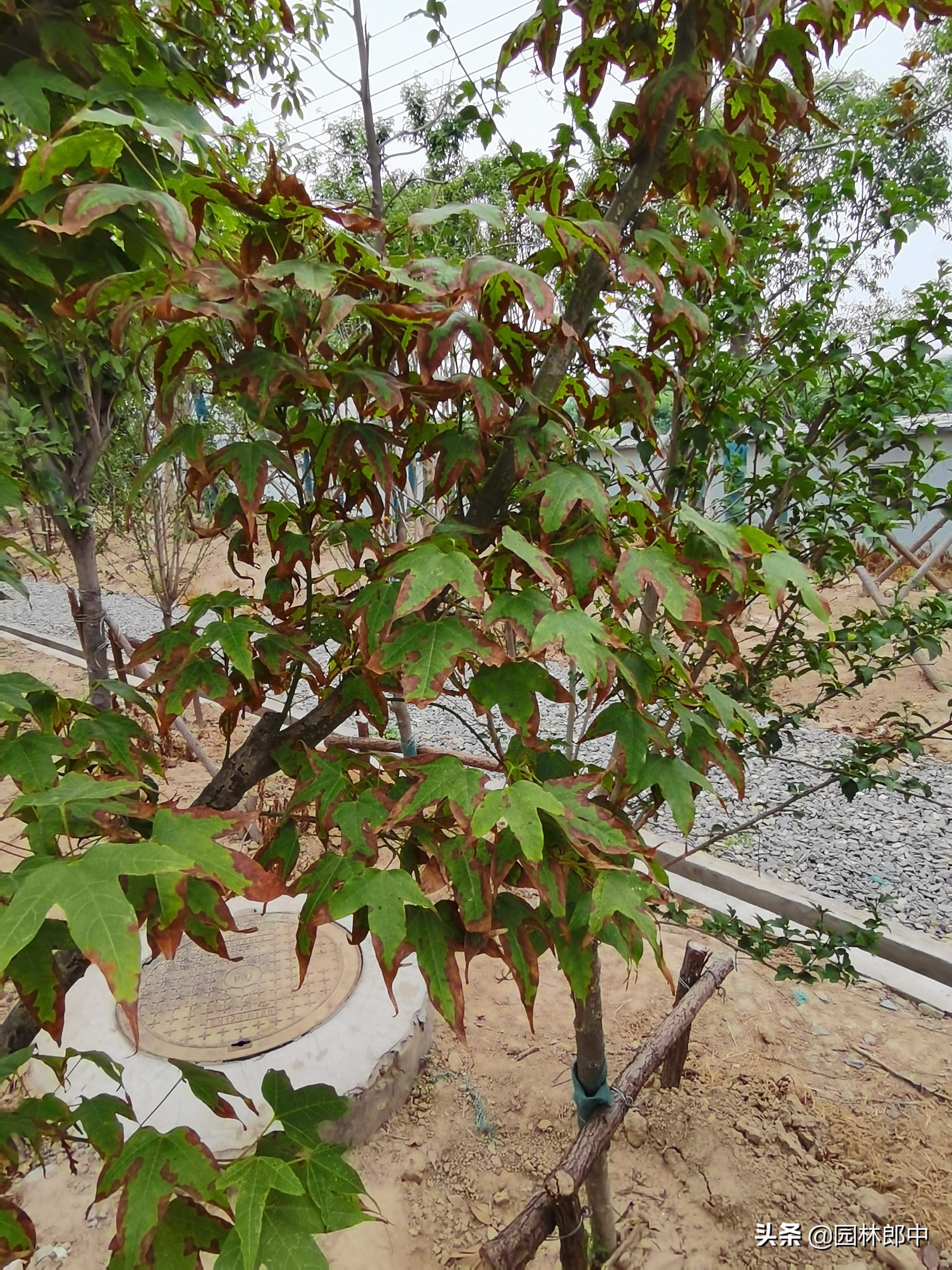 植物缺硼会导致什么现象,植物缺素症状对照表