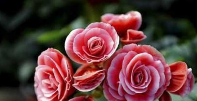 丽格海棠的种子,丽格海棠花种子什么样的