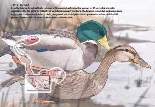 人类尿道和精子是一个通道吗,爬行动物是体内生殖还是体外生殖