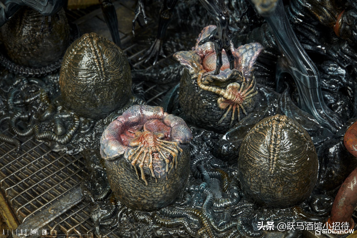 异形抱脸虫交替过程,异形抱脸虫种类