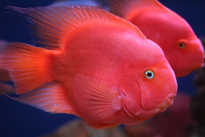 财神鹦鹉鱼和什么鱼产小鱼,财神鹦鹉鱼喂什么饲料