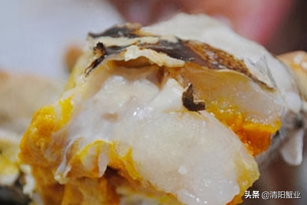 怎么分辨熟母蟹和公蟹的区别,如何区分公蟹还是母蟹