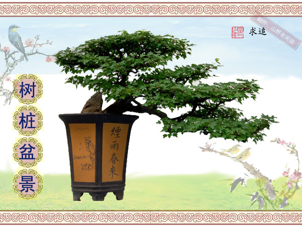 高山杜鹃花老树桩盆景,大树桩盆景欣赏