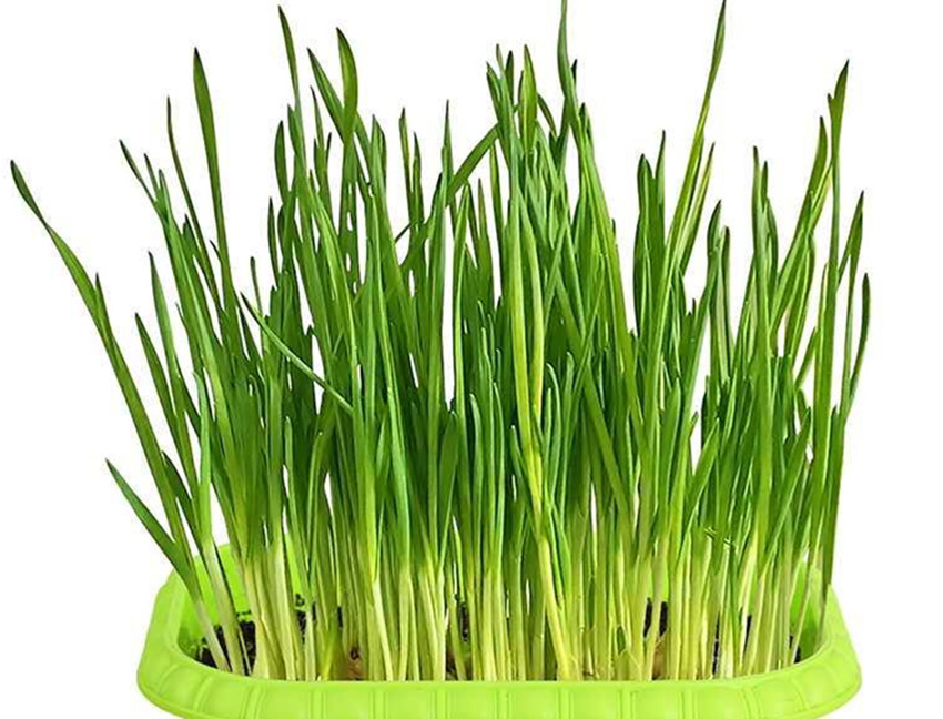 大蒜太多吃不完可以怎么做,吃不完的大蒜怎么做好吃