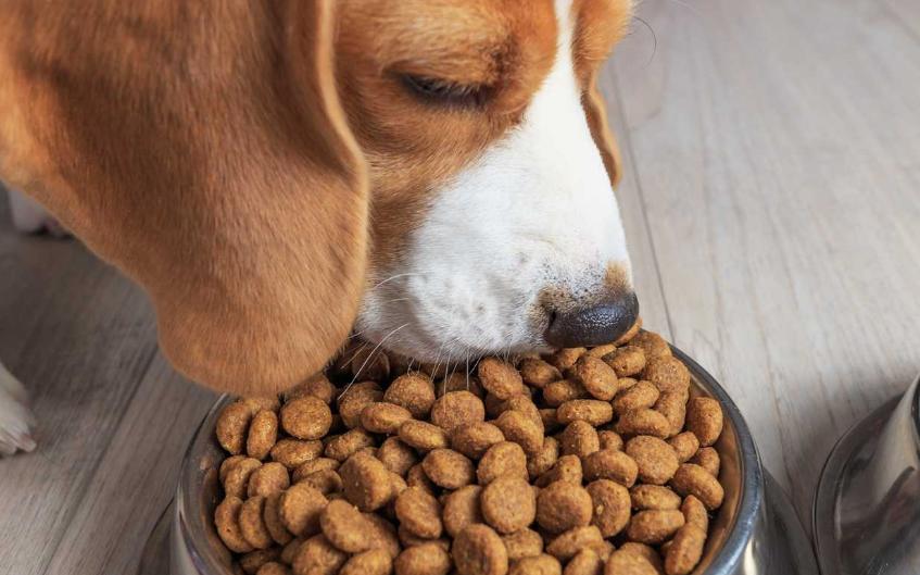 狗舔人为什么还时不时轻咬几下,狗舔人脏不脏