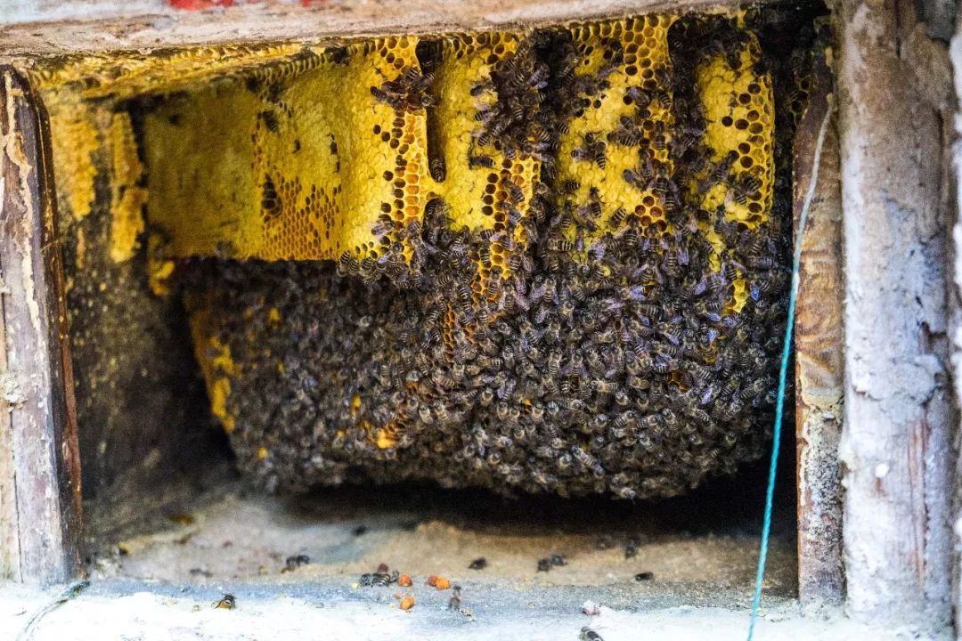 土蜂蜜的取蜜全过程,土蜂蜜取蜜全过程记录