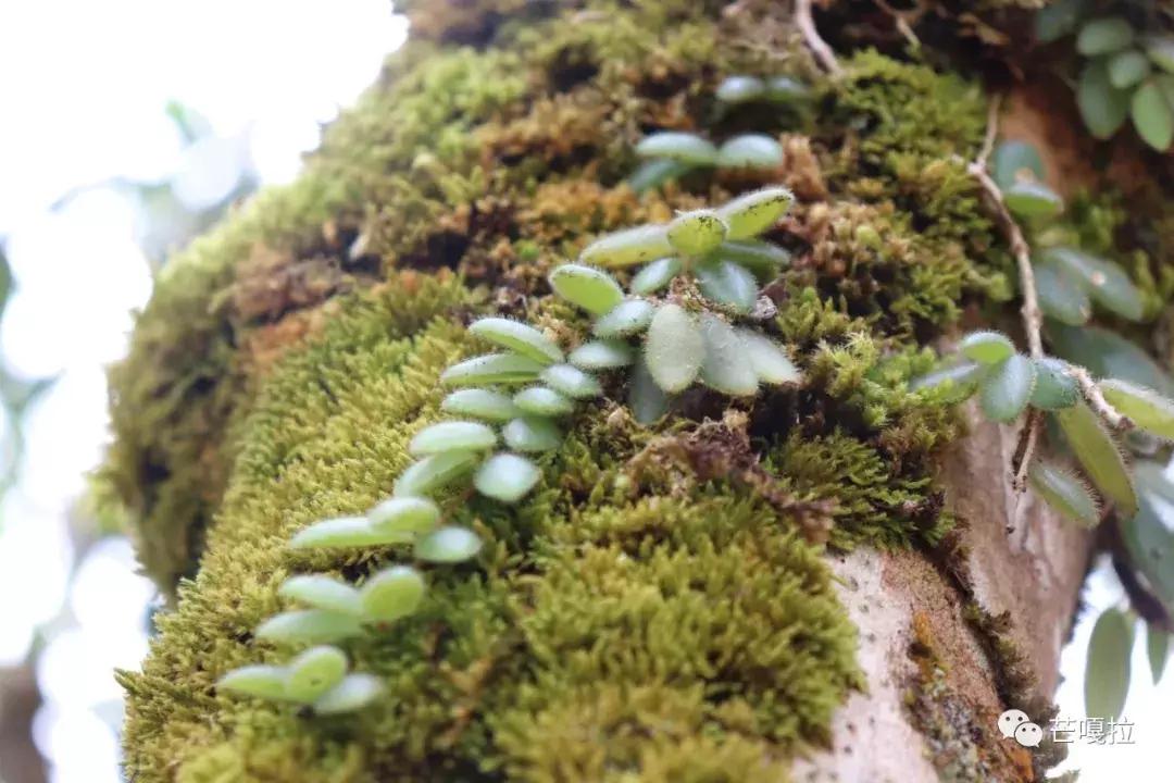 茂林原始森林,茂林修缘