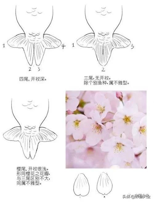 金鱼要怎样买才不会被坑,买金鱼的时候如何选才好