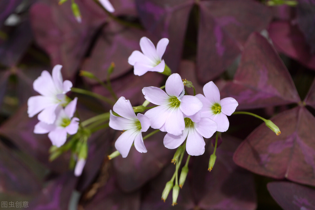 园林人需要知道的85个花卉知识,园林花卉的种类及图片