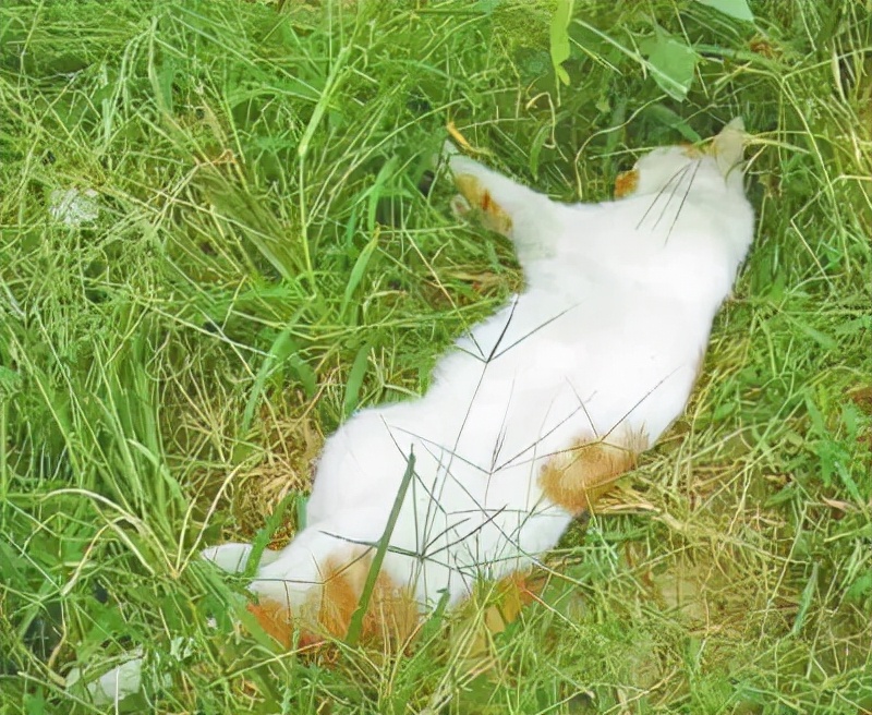 宿舍为什么不可以养猫,该不该在宿舍养猫