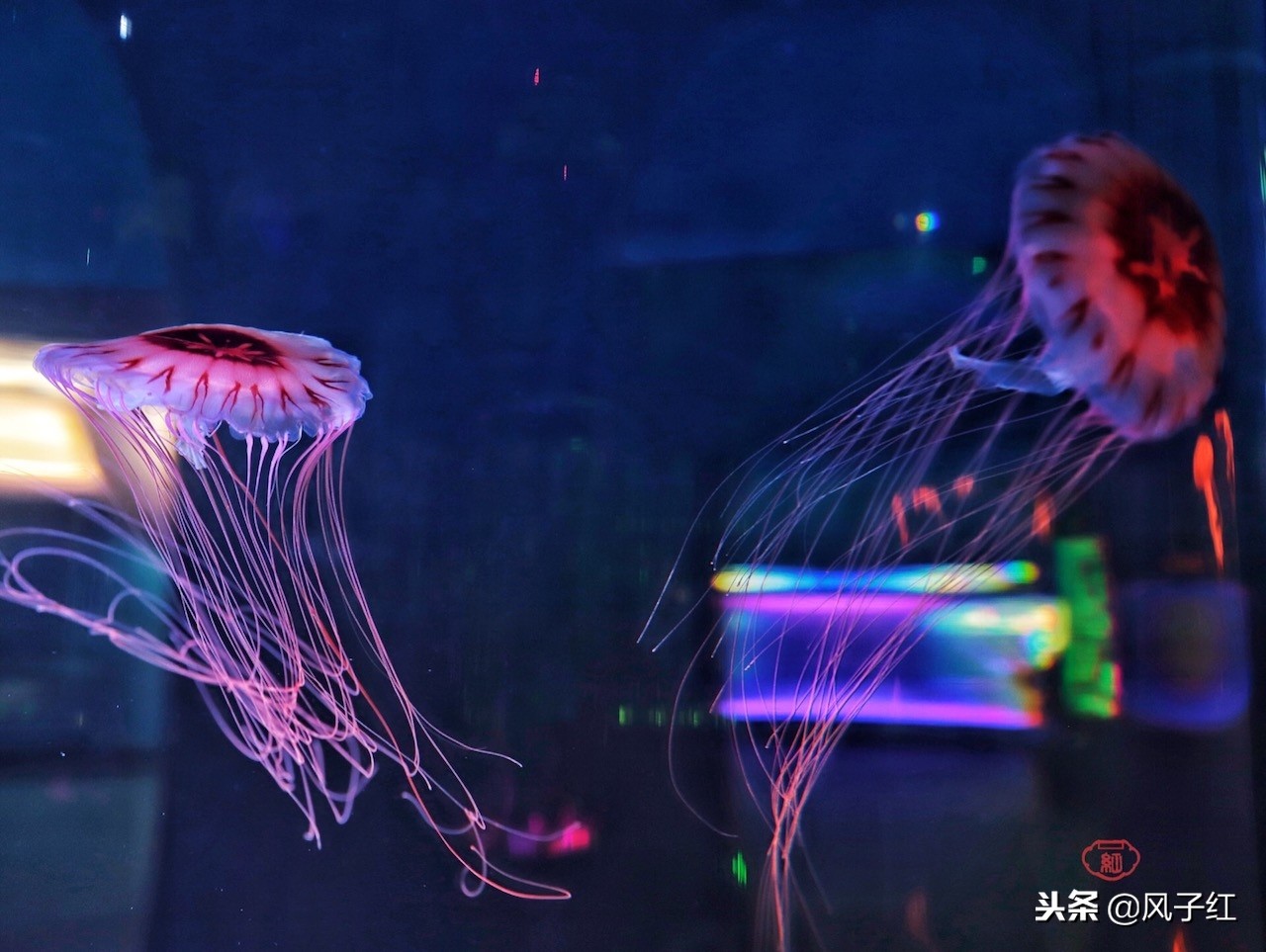 上海新地标丨海昌海洋公园一日游园玩法攻略