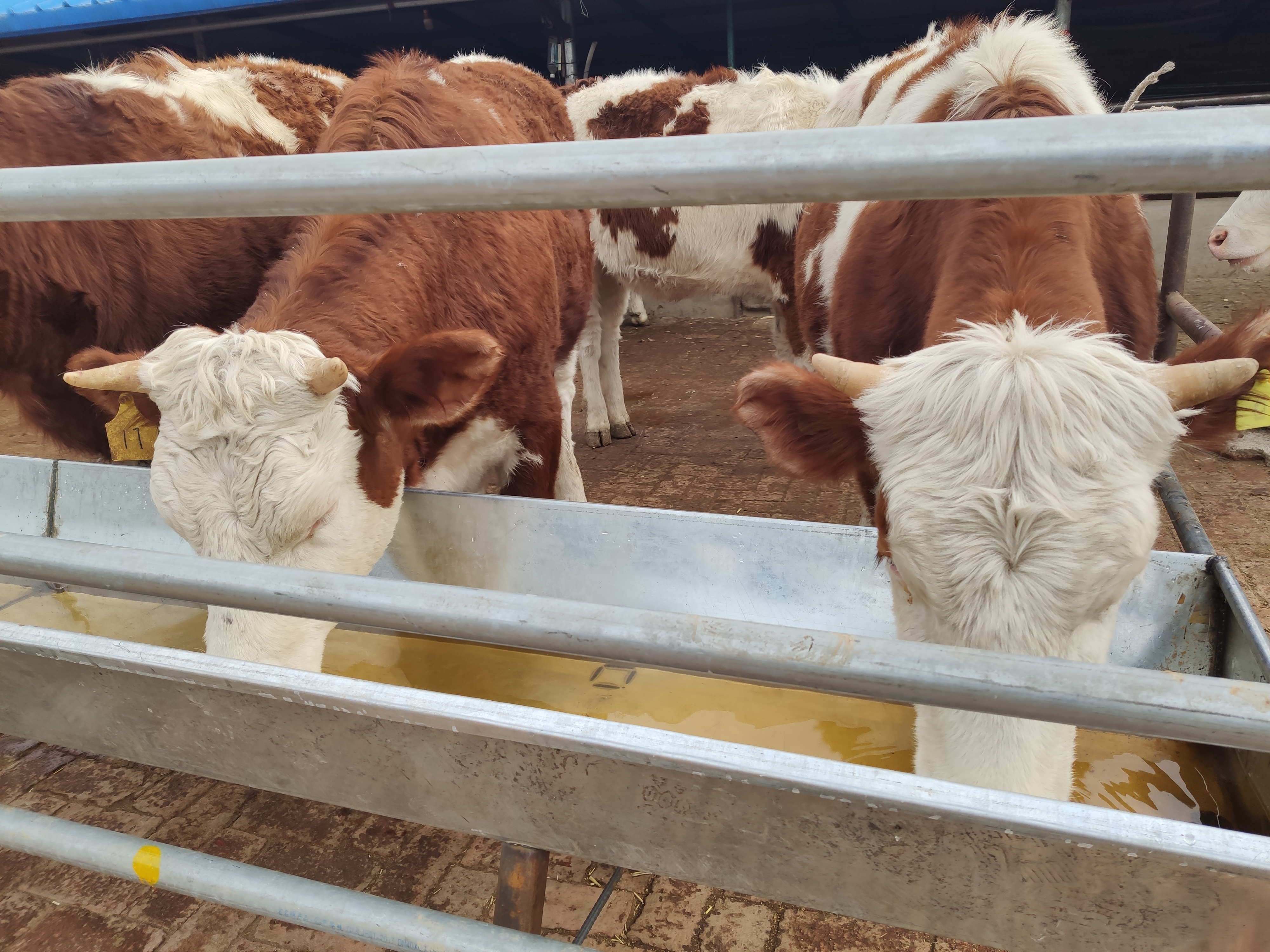 连阴雨天喂牛要注意什么,潮湿天气猫粮会坏吗
