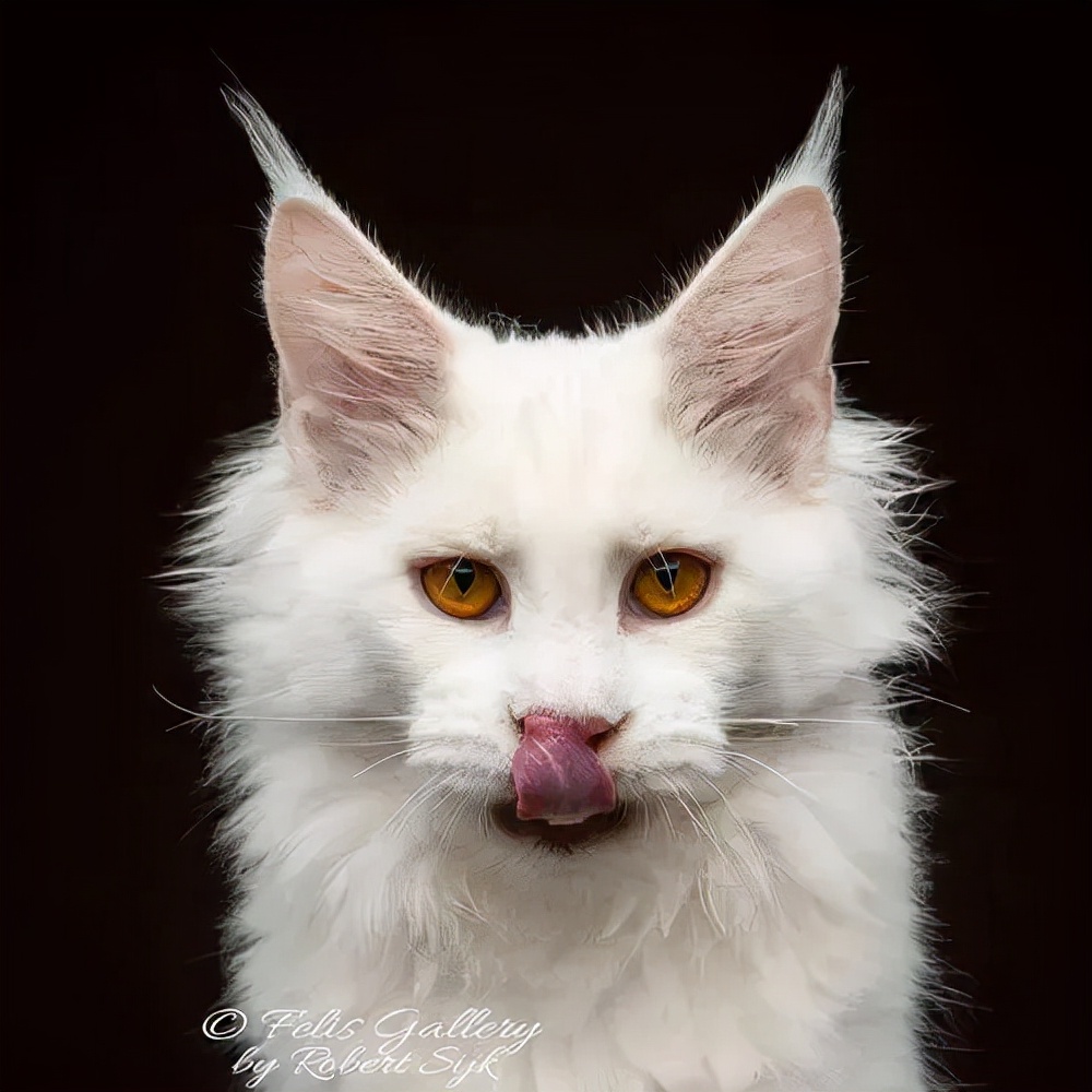 缅因库恩猫和缅因猫区别在哪里,猫咪鉴赏直播