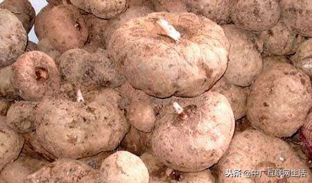 魔芋独特性,魔芋的魔性食材