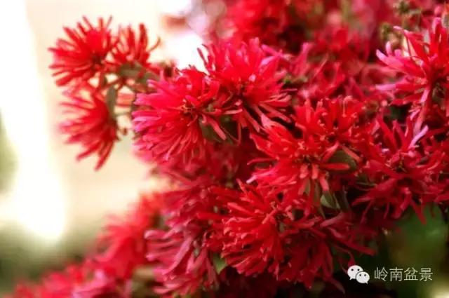 檵木小老桩盆景,檵木盆景图片大全