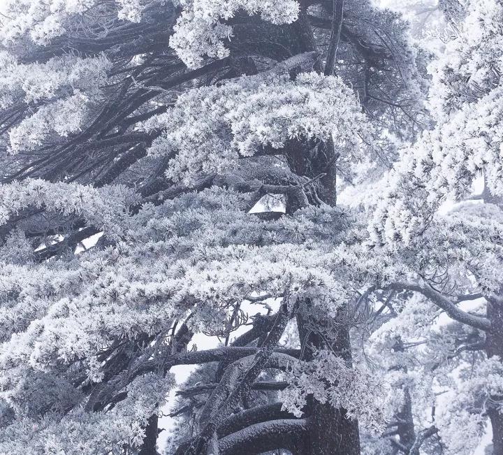 此生必去看一次雾凇太美了,此生必去看一次雾凇简直要美哭了