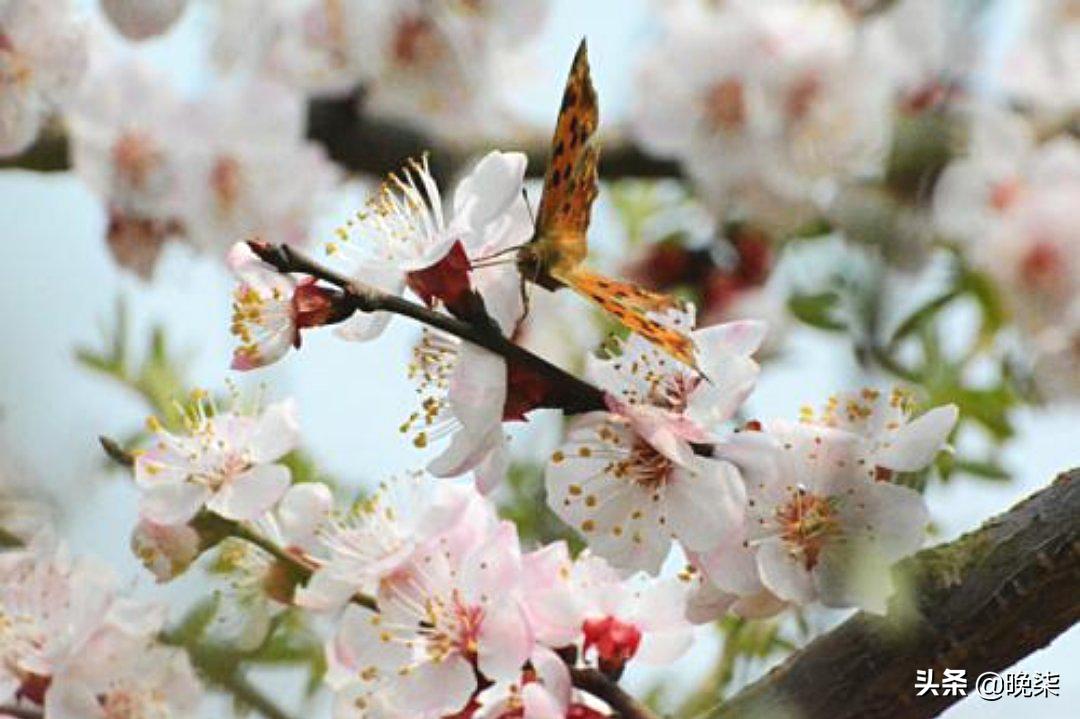 歇马杏北寨红杏,歇马杏花