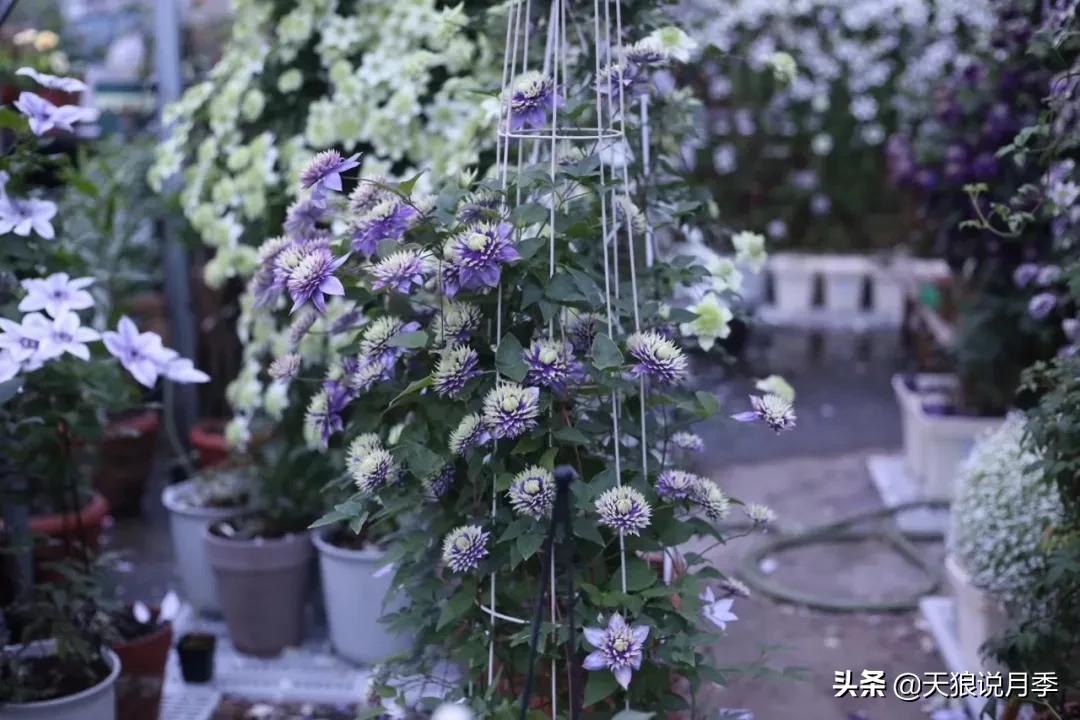 别人做梦都想要的花墙，他早就用铁线莲实现了