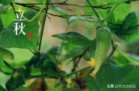 立秋夏已尽秋将至,立秋有雨样样收全文