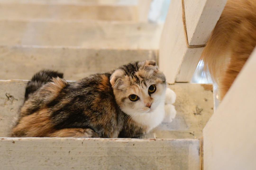 猫咪孢子虫病属于什么,猫隐孢子虫