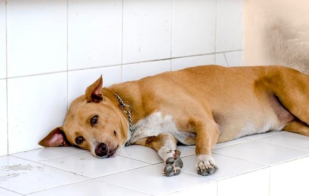 给狗狗穿衣服狗狗调皮怎么办,冬天了不给狗狗穿衣服狗狗会冷吗