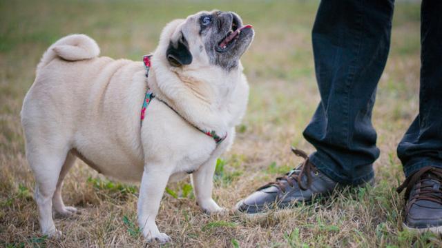 狗狗标准体重表你家狗狗超标了吗,怎样喂养狗狗保持匀称体型