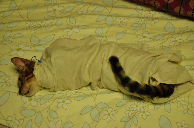 猫咪猫癣耳螨怎么办,猫咪得了猫癣耳螨还能驱虫吗