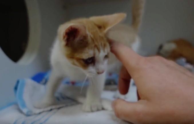 猫咪眼睛受伤严重可以自愈么,猫咪眼睛红肿泪痕严重