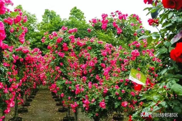 郫都区最美的花海,成都郫都花乡玫瑰开放了吗