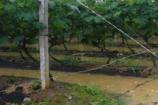 葡萄最怕浇什么水,葡萄快涝死了施肥有效吗