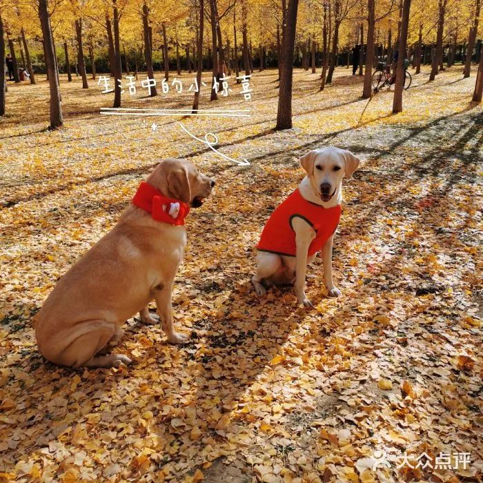 北京可以带宠物好玩的地方,北京宠物公园