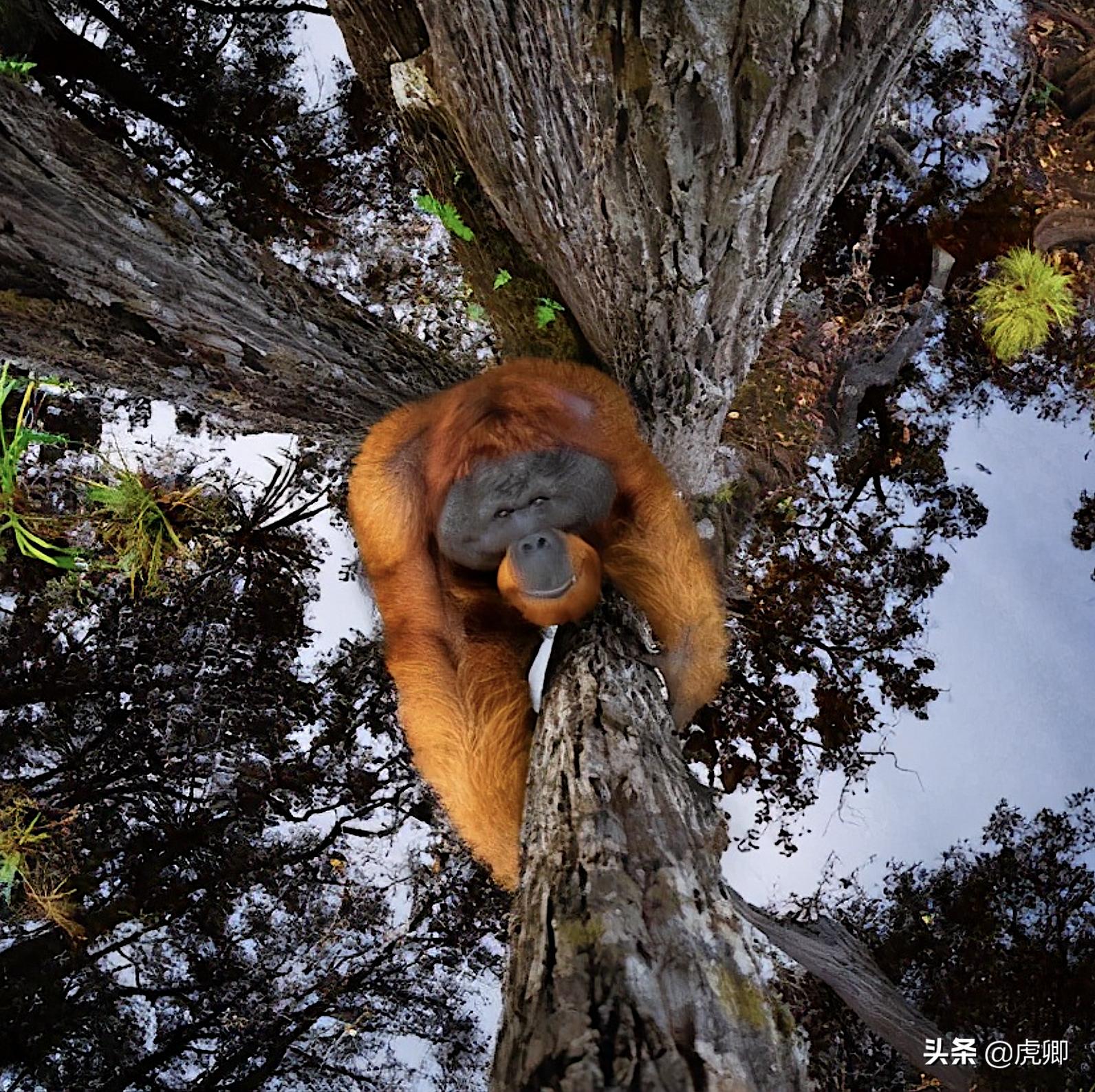 熊灵猫为何濒危？便便制成的咖啡售价500元一杯，受欧美绅士追捧