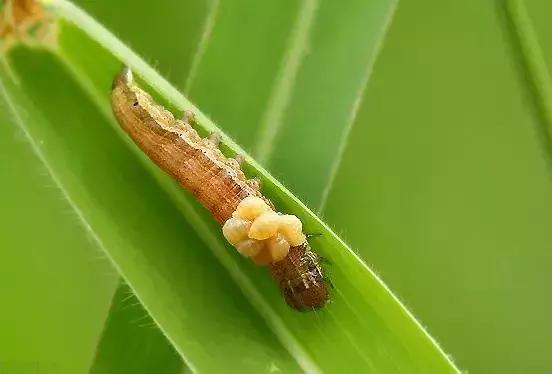 十种益虫防治方法,田间益虫是什么虫