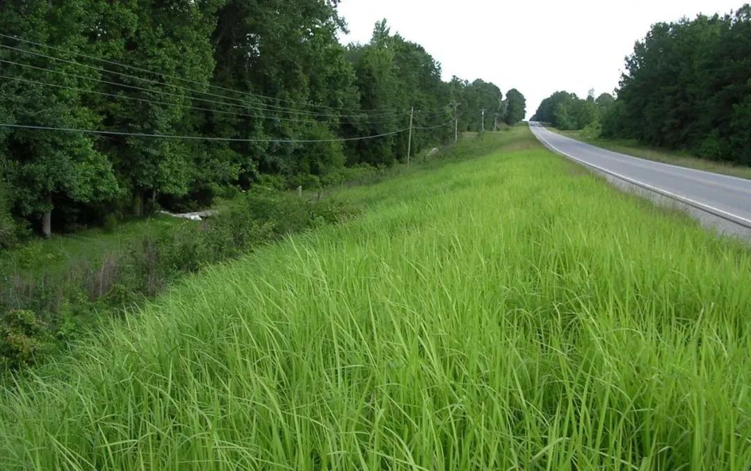 路边随便采野花,路边哪些草可以当猫草