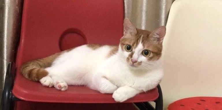 猫为什么不能喝牛奶而喝羊奶,小奶猫不让喝奶