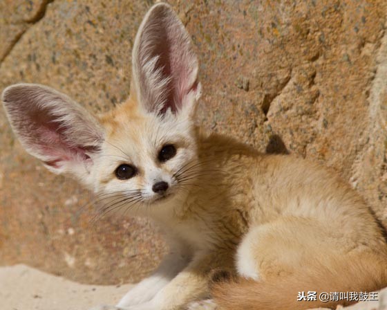 最可爱出名的宠物狐狸,宠物白狐狸有多可爱