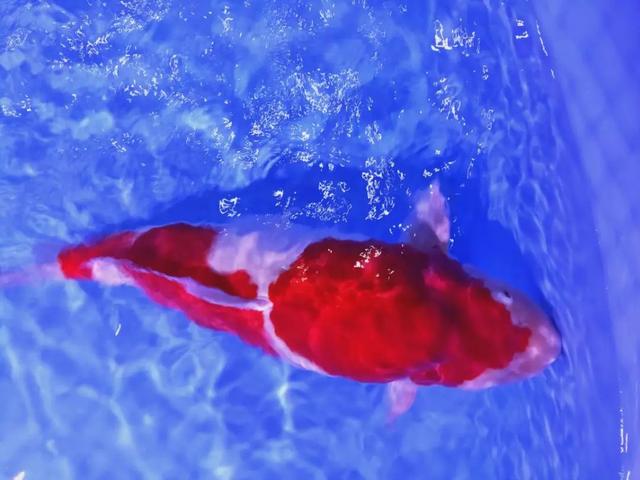 锦鲤鱼池养鲤知识,锦鲤鱼饲养攻略