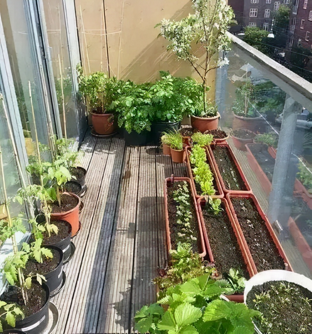 抓住5个关键点,确保阳台盆栽顺利过冬,来年盛开更旺更兴盛