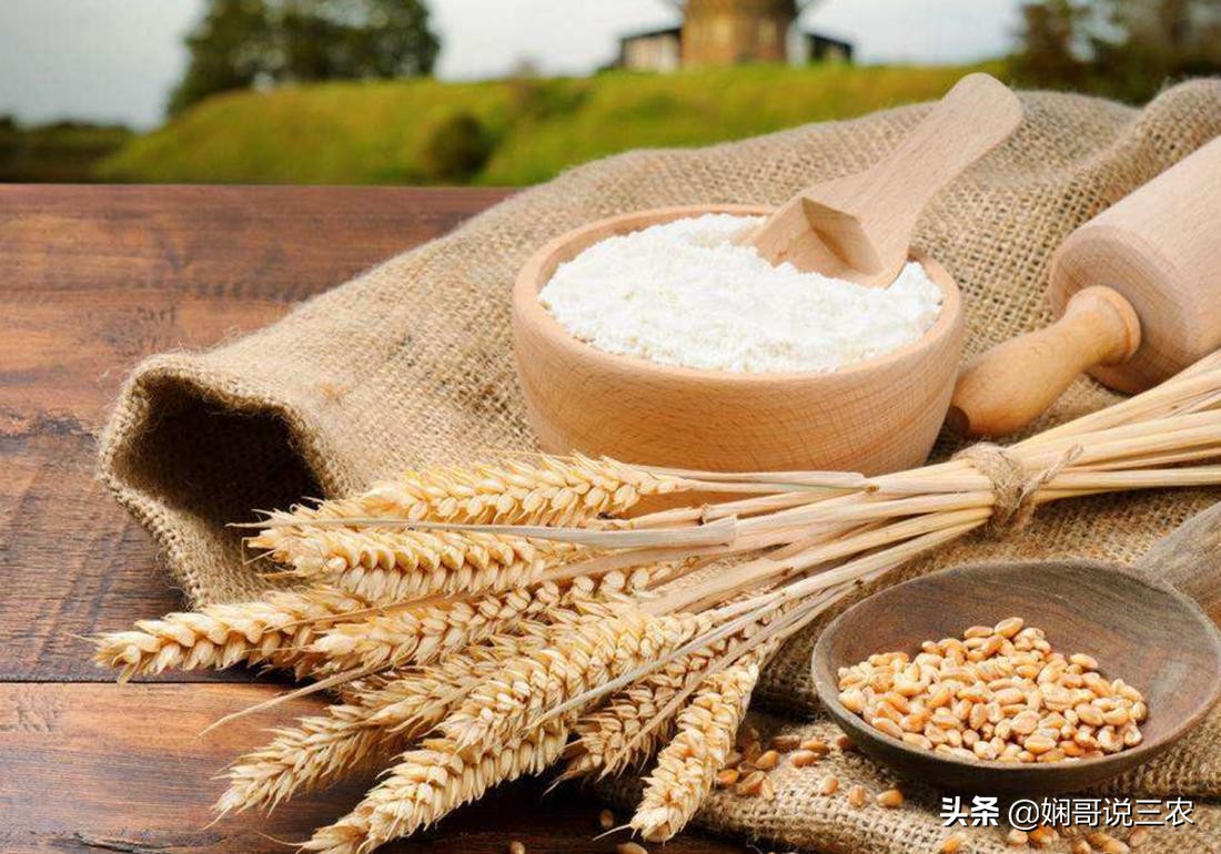 小麦种植与施肥技术研究,小麦高产种植用什么底肥