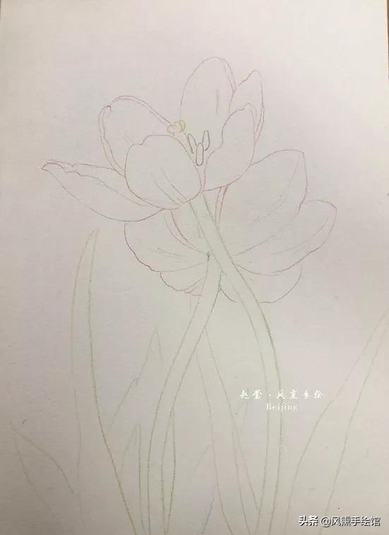 怎么用水彩笔画郁金香教程,粉色水彩郁金香怎么画图片