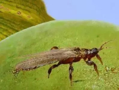 蔬菜害虫防治大全,蔬菜害虫最佳防治方法