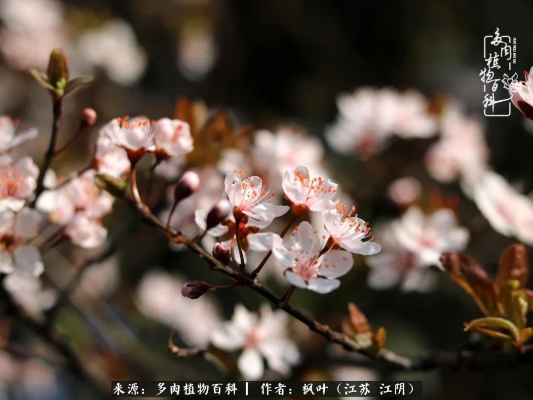 春有约,花不误,多肉与春天有个约会